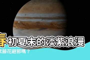 【紫藤花避邪】春初夏末的淡紫浪漫！紫藤花避邪嗎？