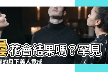 【曇花會結果嗎】曇花會結果嗎？罕見美麗的月下美人竟成了火龍果！