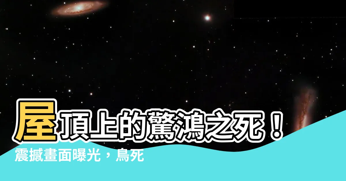 【鳥死在屋頂】屋頂上的驚鴻之死！震撼畫面曝光，鳥死在屋頂不可思議！