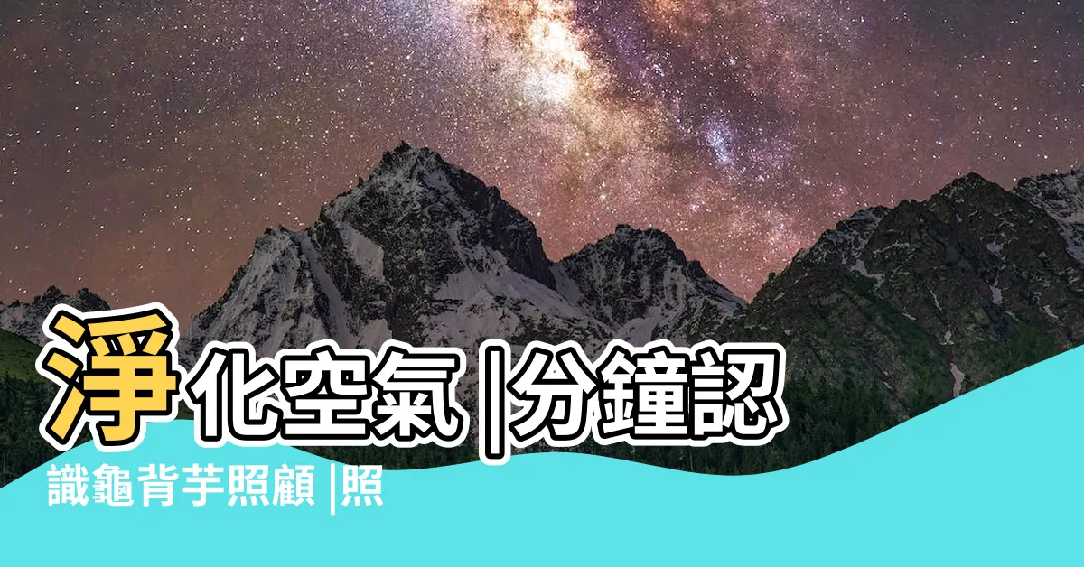 【室內龜背芋】淨化空氣 |分鐘認識龜背芋照顧 |照顧秘訣 |
