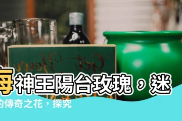 【海神王陽台玫瑰】海神王陽台玫瑰，迷人的傳奇之花，探究其優缺點