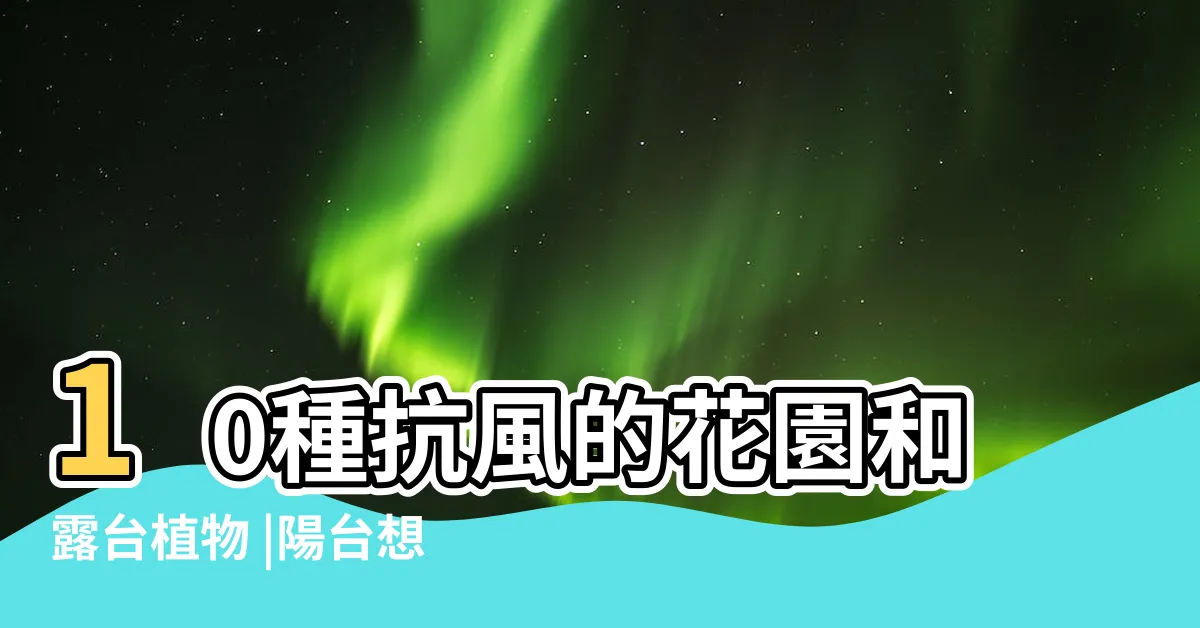 【耐強風植物】10種抗風的花園和露台植物 |陽台想種棵樹再也 |抗風植物 |