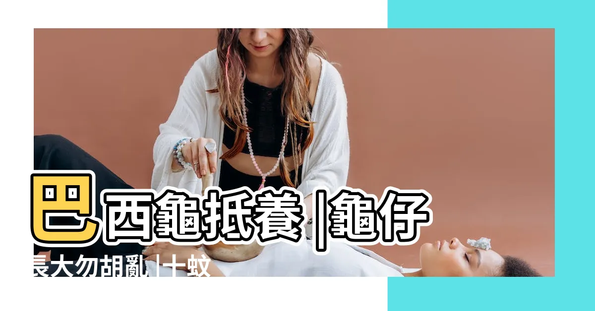 【小巴西龜】巴西龜抵養 |龜仔長大勿胡亂 |十蚊一隻 |
