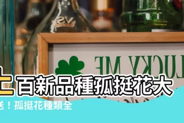 【孤挺花種類】上百新品種孤挺花大放送！孤挺花種類全攻略，打造夢幻花園