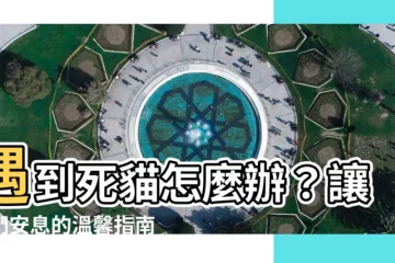 【看到死貓怎麼辦】遇到死貓怎麼辦？讓牠們安息的温馨指南！