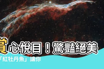 【紅牡丹魚】賞心悦目！驚豔絕美的「紅牡丹魚」讓你愛不釋手