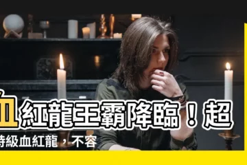 【血紅龍】血紅龍王霸降臨！超值特級血紅龍，不容錯過！