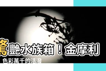 【金摩利魚】驚艷水族箱！金摩利魚：色彩萬千的活潑小精靈