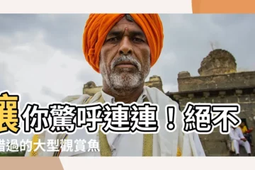【大型觀賞魚圖鑑】讓你驚呼連連！絕不能錯過的大型觀賞魚圖鑑