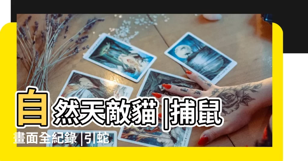 自然天敵貓 |捕鼠畫面全紀錄 |引蛇入洞捕鼠下秒驚見牆壁鑽出14隻米奇 |【讓蛇抓老鼠】