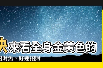【金招財魚】快來看全身金黃色的金招財魚，好運招財到你家！