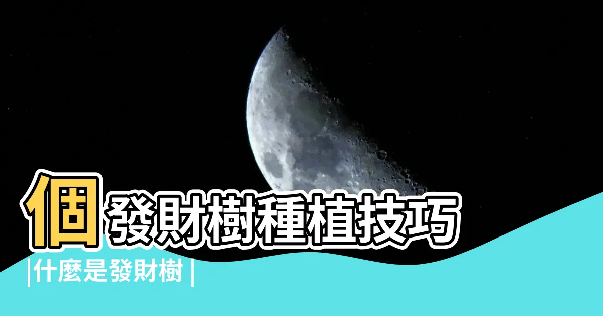 【發財樹】個發財樹種植技巧 |什麼是發財樹 |新手注意事項 |