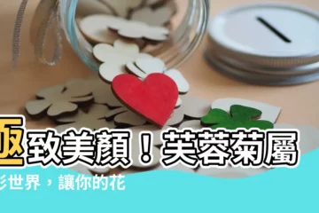 【芙蓉菊屬】極致美顏！芙蓉菊屬幻彩世界，讓你的花園瞬間驚艷
