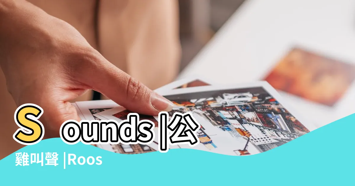 【雞 叫】Sounds |公雞叫聲 |Rooster |