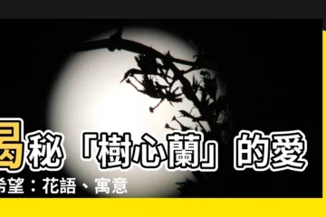 【樹心蘭】揭秘「樹心蘭」的愛與希望：花語、寓意及秘密