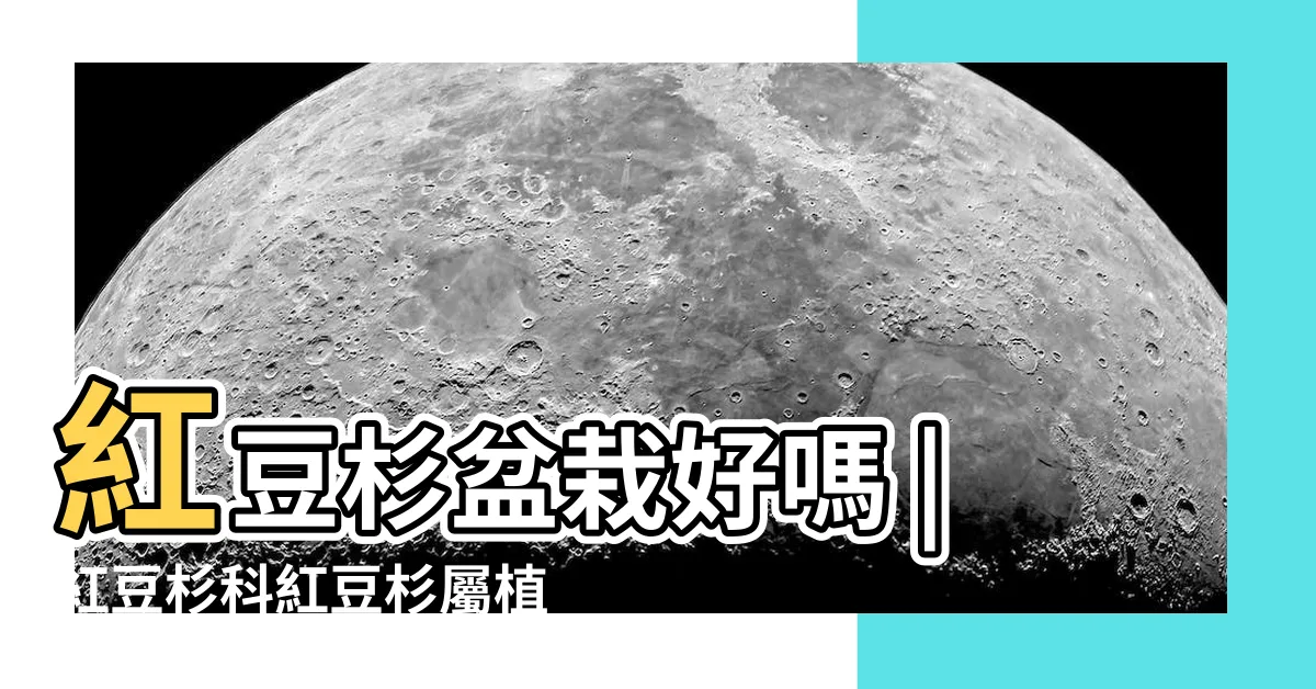 【紅豆杉價值】紅豆杉盆栽好嗎 |紅豆杉科紅豆杉屬植物 |養成傳家寶 |