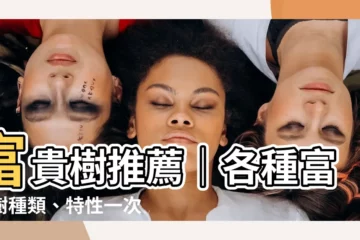 【富貴樹種類】富貴樹推薦｜各種富貴樹種類、特性一次整理