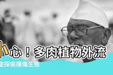 【多肉植物 外流】小心！多肉植物外流潮 盜採偷運傷生態