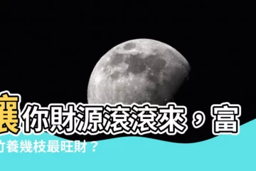 【富貴竹 幾多枝】讓你財源滾滾來，富貴竹養幾枝最旺財？