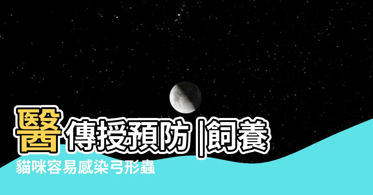 【孕婦養貓 注意】醫傳授預防 |飼養貓咪容易感染弓形蟲 |瞭解孕期養貓3個重點 |