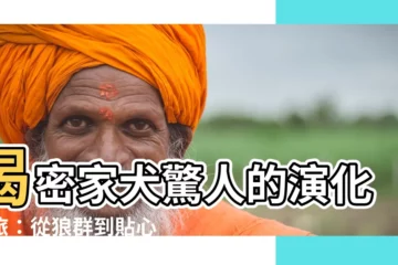 【家犬】揭密家犬驚人的演化之旅：從狼羣到貼心伴侶