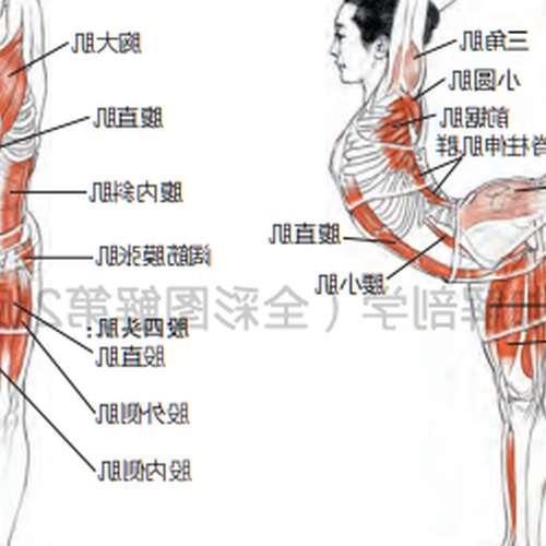 瑜伽根基