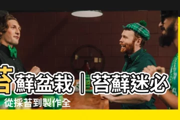 【苔蘚 盆栽】苔蘚盆栽｜苔蘚迷必收！從採苔到製作全攻略