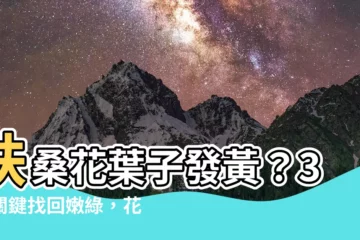 【扶桑花葉子】扶桑花葉子發黃？3大關鍵找回嫩綠，花開爆棚超旺盛！