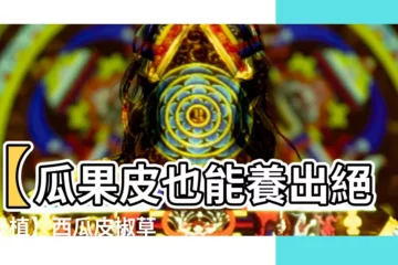 【西瓜皮椒草水耕繁殖】【瓜果皮也能養出絕美綠植】西瓜皮椒草水耕繁殖指南