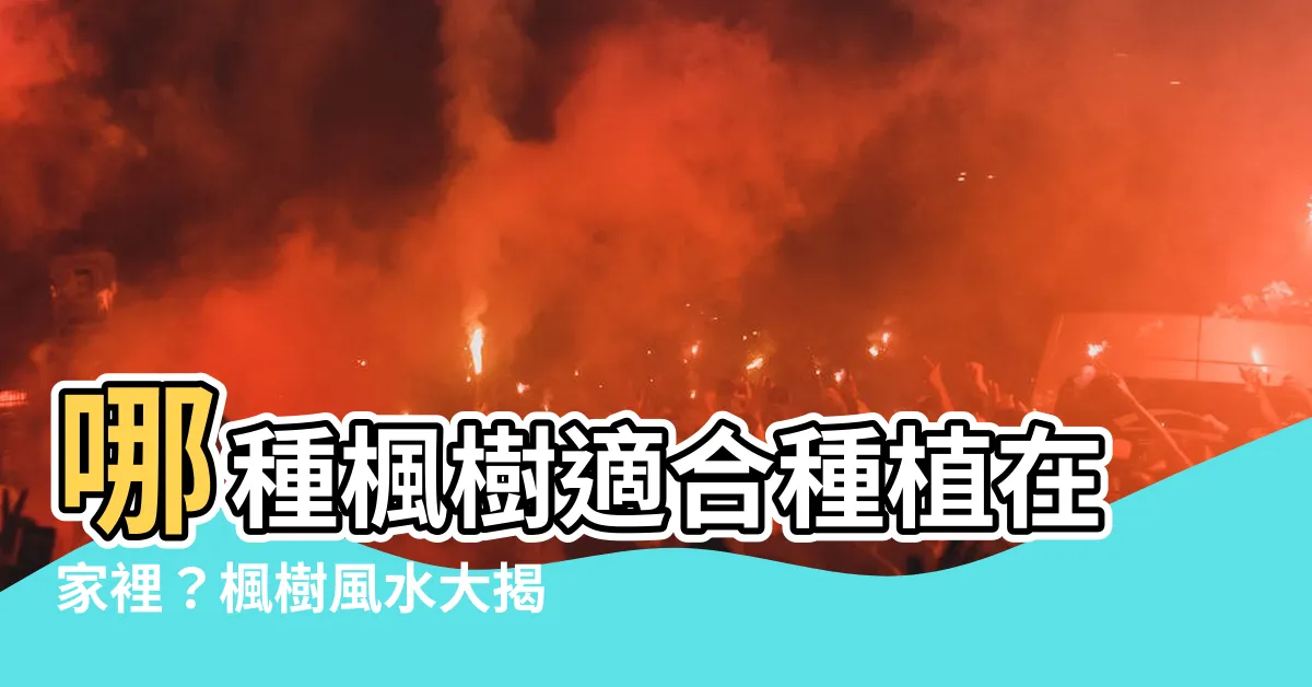 【楓樹風水】哪種楓樹適合種植在家裡？楓樹風水大揭密！