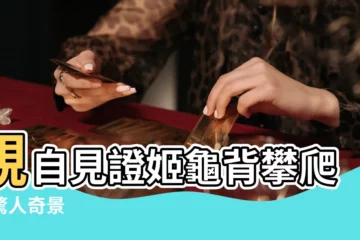【姬龜背攀爬】親自見證姬龜背攀爬的驚人奇景
