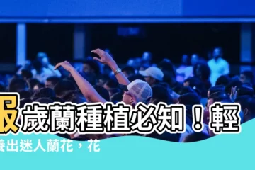 【報歲蘭種植】報歲蘭種植必知！輕鬆養出迷人蘭花，花開繁似錦