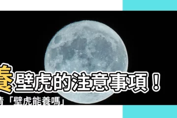 【壁虎能養嗎】養壁虎的注意事項！釐清「壁虎能養嗎」的疑惑
