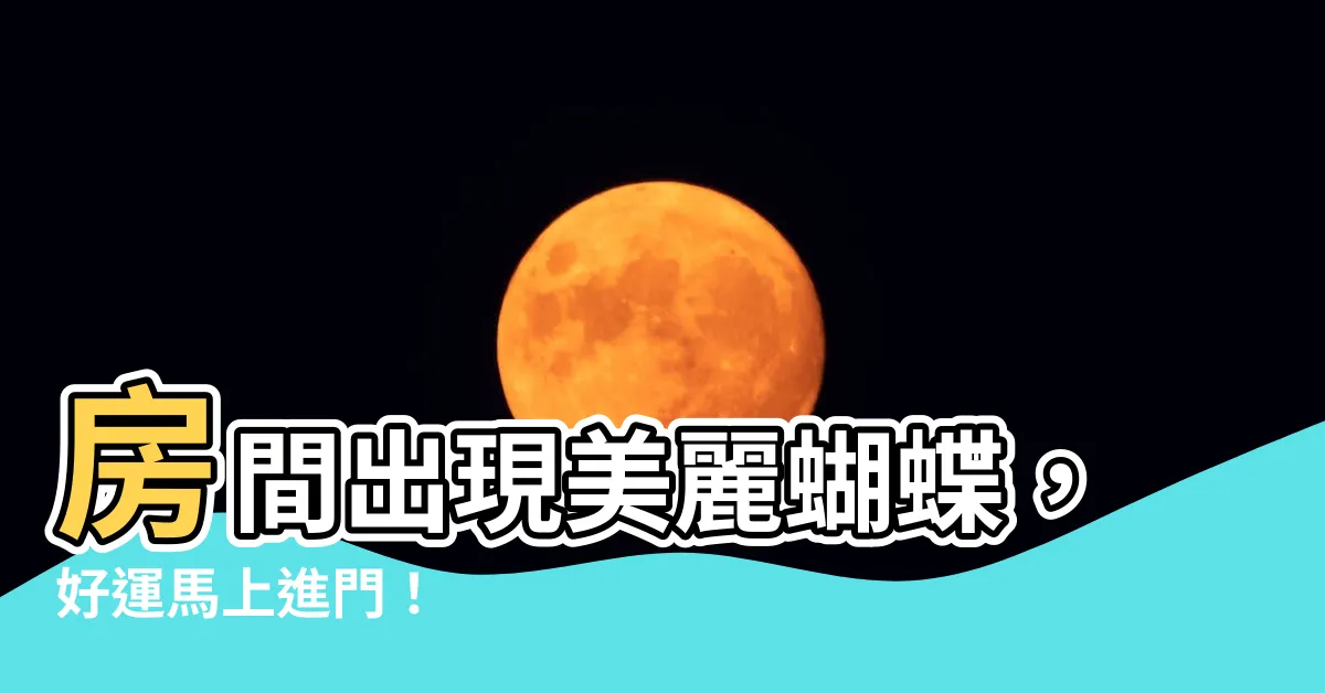 【房間有蝴蝶】房間出現美麗蝴蝶，好運馬上進門！