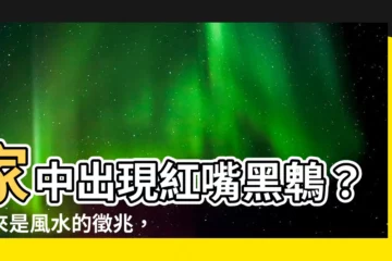 【紅嘴黑鵯風水】家中出現紅嘴黑鵯？原來是風水的徵兆，好事正要降臨