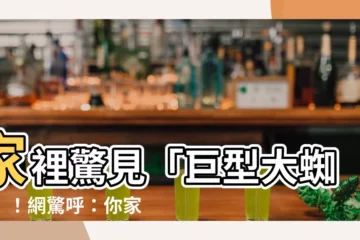 【家裡突然出現大蜘蛛】家裡驚見「巨型大蜘蛛」！網驚呼：你家蟑螂肯定很多！