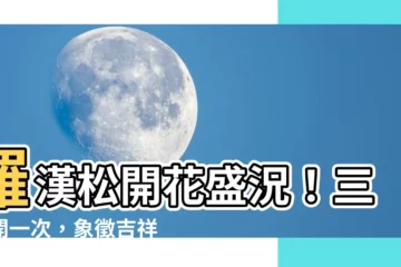【羅漢松開花】羅漢松開花盛況！三年開一次，象徵吉祥與福氣
