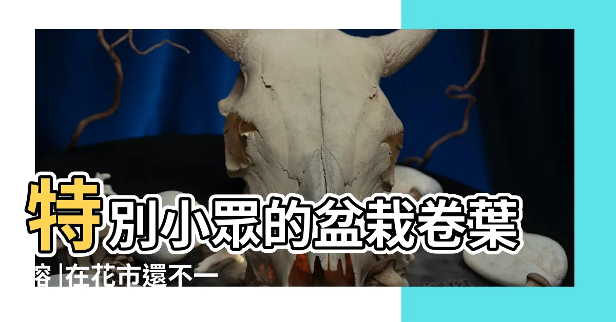 【捲葉榕樹修剪】特別小眾的盆栽卷葉榕 |在花市還不一定買得到 |卷葉榕修剪方法 |