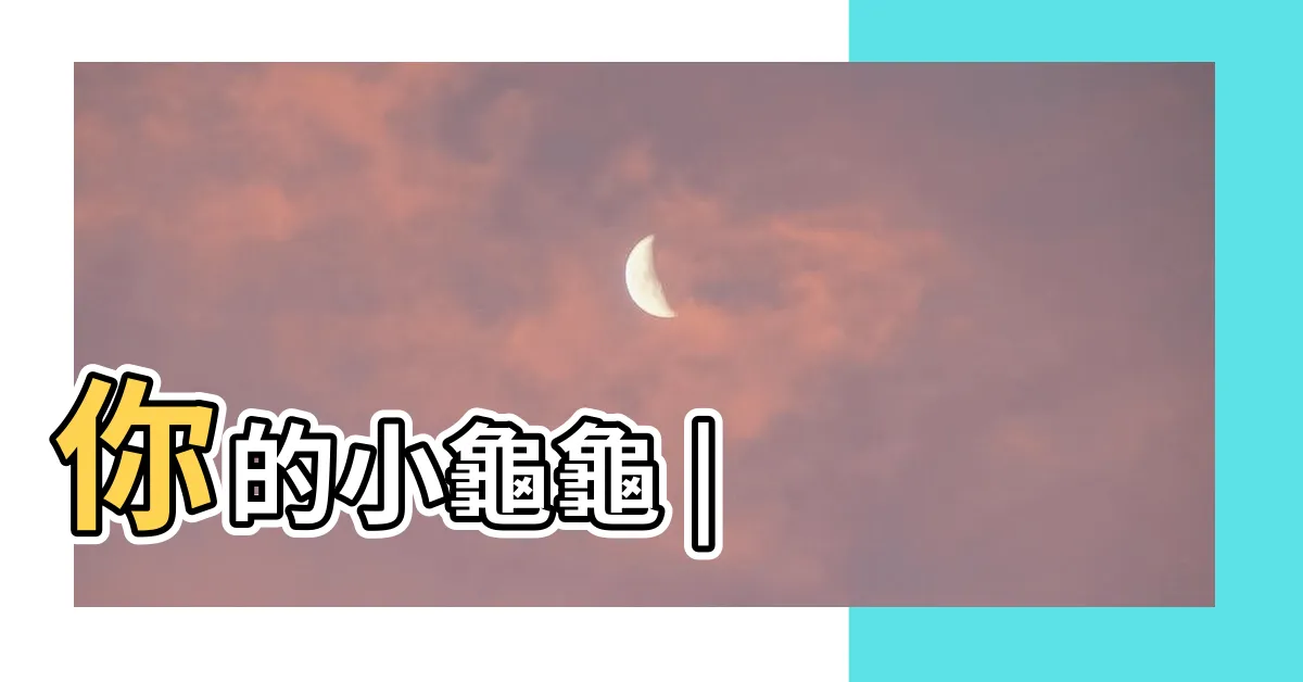 【豬鼻龜要去哪裡買】你的小龜龜 |