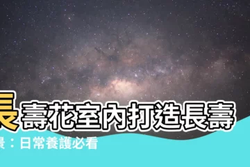 【長壽花室內】長壽花室內打造長壽美景：日常養護必看大全！