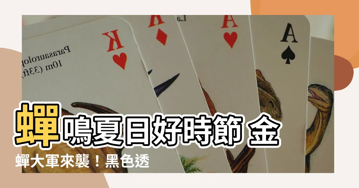 【金蟬】蟬鳴夏日好時節 金蟬大軍來襲！黑色透明像水晶