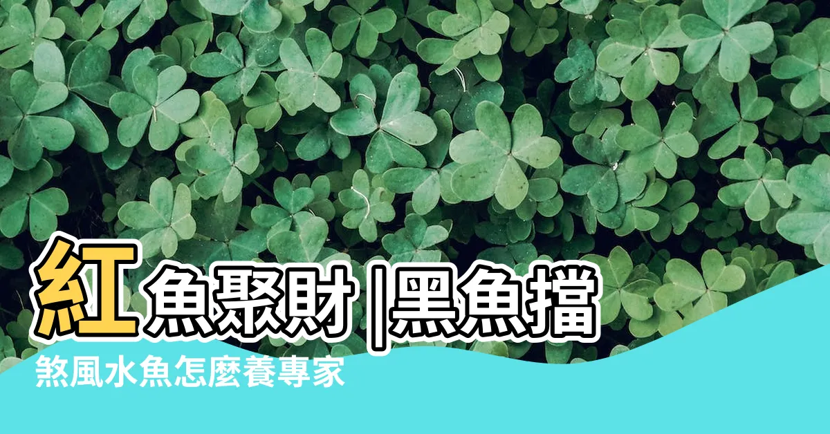 【黑色魚】紅魚聚財 |黑魚擋煞風水魚怎麼養專家告訴你 |黑色金魚的風水寓意 |
