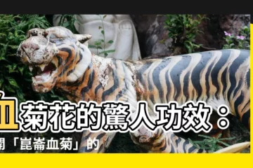 【血菊花】血菊花的驚人功效：解開「崑崙血菊」的神秘面紗