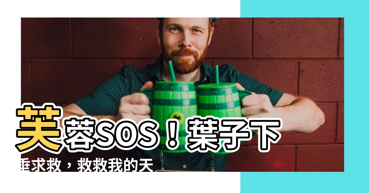 【芙蓉葉子下垂】芙蓉SOS！葉子下垂求救，救救我的天使花！