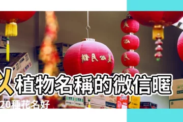 【什麼花做微信名好聽的名字】以植物名稱的微信暱稱 |20種花名好聽又有寓意 |優雅大氣的微信名字花的名字 |