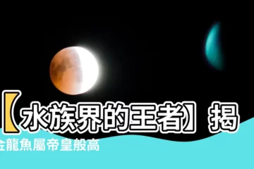 【金龍魚屬】【水族界的王者】揭秘金龍魚屬帝皇般高貴
