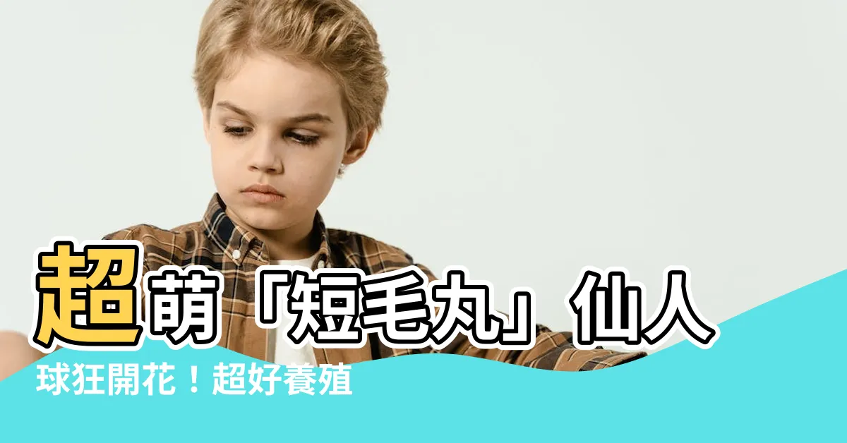 【短毛丸開花】超萌「短毛丸」仙人球狂開花！超好養殖、一年四季都能開！