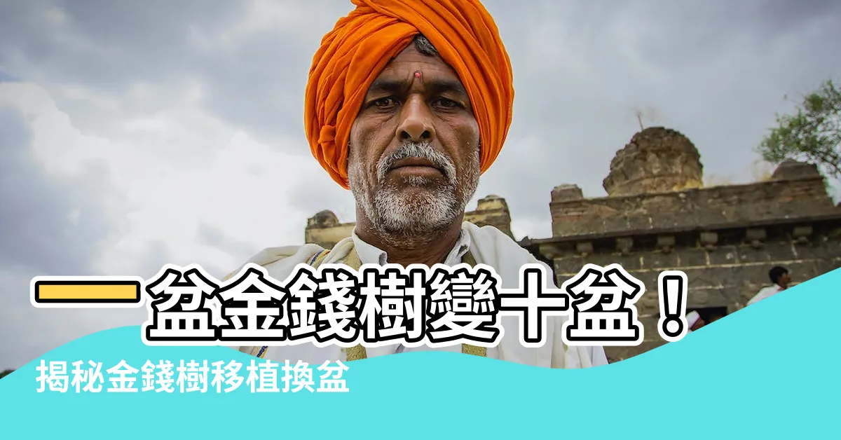 【金錢樹移植】一盆金錢樹變十盆！揭秘金錢樹移植換盆驚奇法