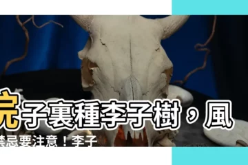 【李子樹風水】院子裏種李子樹，風水禁忌要注意！李子樹種植、風水解析大全