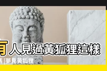【看到黃狐狸】有人見過黃狐狸這樣的嗎 |夢見黃狐狸 |夢見黃色狐狸 |